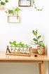 Glass Planter Bulb Vase with Retro Solid Wooden Stand and Metal Swivel Holder for Hydroponics Plants